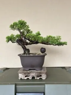 若*侍様 蝦夷松八房盆栽 - メルカリ