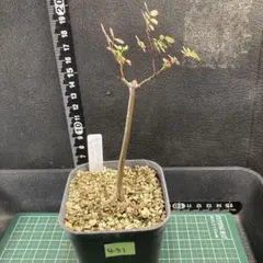 デロニクス デカリー 実生 大きめ 鉢ごと発送 灌木 - メルカリ