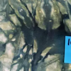 Item thumbnail for item eadeed5f-985c-413a-bb07-ec3d0aa79a2c