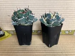 アガベ チタノタ　白鯨&白鯨錦セットのサムネイル