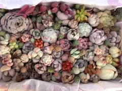多肉植物　寄せ植えセット(小) A70