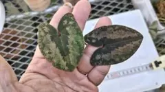 ゆき様 リクエスト 2点 まとめ商品