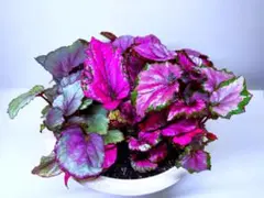 約３２ｃｍ【レックス・ベゴニア・ビリーフ】寄せ植えのサムネイル
