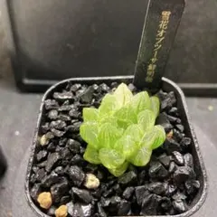 R*o様 ハオルチア　雪花オブツーサ鮮明錦