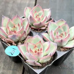 NEW❗️099多肉植物 エケベリア 粉月影 抜き苗 寄せ植え 4苗セット