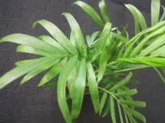 椰子　テーブルヤシ　苗　観葉植物　やし