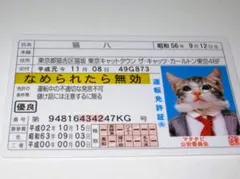 【なめ猫 免許証風 ブロマイド 猫八】なめんなよ猫 なめねこ 金 癒やし ネコ