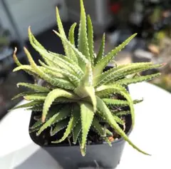 ☆りんごのつぶ○古都の葉さん ○多肉植物○抜き苗 - メルカリ