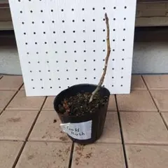 2026年最新】GOLD RUSH イチジクの人気アイテム - メルカリ