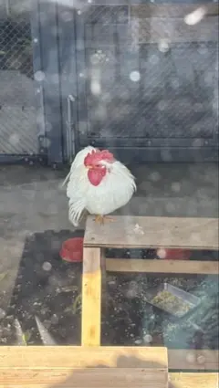 TENYU様