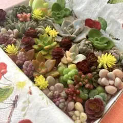多肉植物⭐︎寄せ植えセット⭐︎のサムネイル