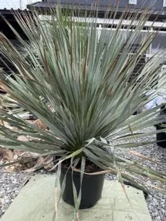 ダシリリオン ウィーレリー 極太 埼玉 引取限定 ダシリリオン ウィーレリー5号鉢植え の通販 | 園芸ネット