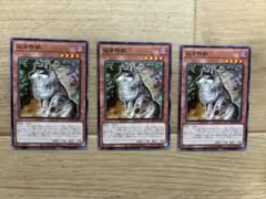 遊戯王 孤高除獣 3枚セットのサムネイル