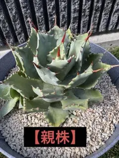 アイスクリーム】アガベ ポタトラム 王道人気品種 初心者オススメ 活着
