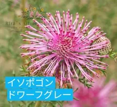 Stark26様 リクエスト 2点 まとめ商品