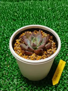 2026年最新】中里リンぜアナの人気アイテム - メルカリ