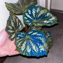 p*n様 【青光り】Begonia pseud longiciliata (超大 青光り】Begonia pseud longiciliata (超大株) - メルカリ