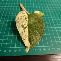 halhal104様 リクエスト 2点 まとめ商品