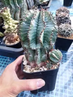 特白 ユーフォルビア ホリダ 