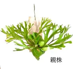 みけねこ様 リクエスト 2点 まとめ商品