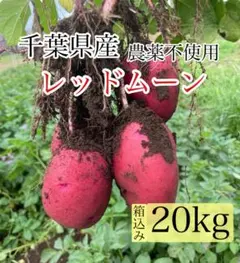 新じゃがいも レッドムーン 農薬不使用 箱込み20kg｜千葉県産 新じゃがいも レッドムーン 農薬不使用 箱込み20kg｜千葉県産 - メルカリ