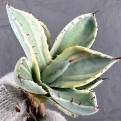 2026年最新】パリー斑入りの人気アイテム - メルカリ