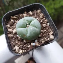 2026年最新】烏羽玉の人気アイテム - メルカリ