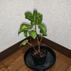琉球の樹木】 アオバナハイノキ 苗木 小 - メルカリ