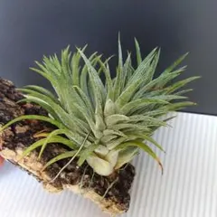 Tillandsia Splendid Journey 速達発送 - メルカリ