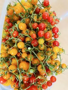 モグモグ様 リクエスト 2点 まとめ商品