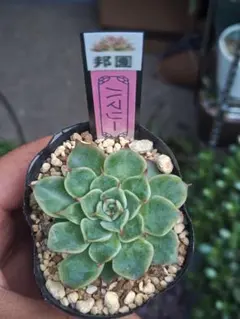 多肉植物 ミックスベリア マスカットキャンディ おらいさん苗 速達便