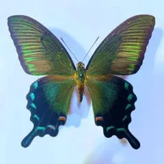 2025年最新】カラスアゲハ 標本の人気アイテム - メルカリ