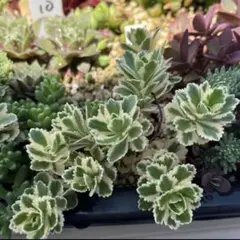 斑入りミセバヤ 多肉 カット苗 【6本】観葉植物 - メルカリ