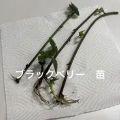 ブラックベリー　抜き苗　3本