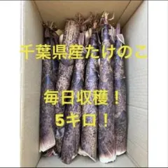 2026年最新】真竹たけのこの人気アイテム - メルカリ