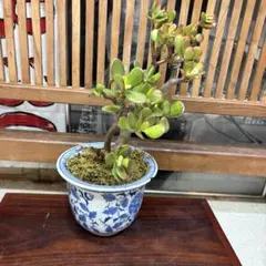 新芽あり 開花サイズ タケノコ蘭 Clowesia Grace Dunn - メルカリ