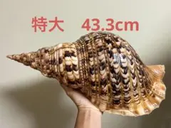 2026年最新】法螺貝の人気アイテム - メルカリ
