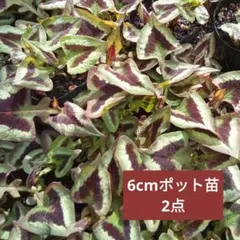 user_271ee6ab様 リクエスト 2点 まとめ商品