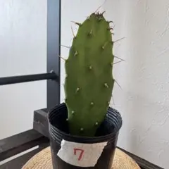 特大株❗️ウチワサボテン　ベレン　 直径35センチ以上❗️ 2025年最新】オプンチア ベレンの人気アイテム - メルカリ