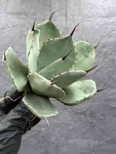 2026年最新】アガベ 大株の人気アイテム - メルカリ