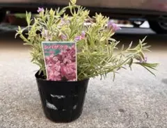 キュートなピンク花が咲く❤︎斑入り　芝桜❤︎ 正規品　　ポットごと発送のサムネイル