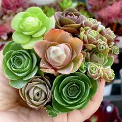 グリーノビア　7種　1苗ずつ　セット　多肉植物　アエオニウムのサムネイル