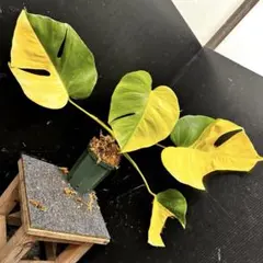 2025年最新】モンステラ 斑入り イエローの人気アイテム - メルカリ