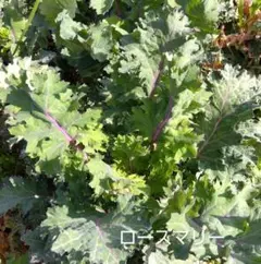 NALU様 リクエスト 3点 まとめ商品