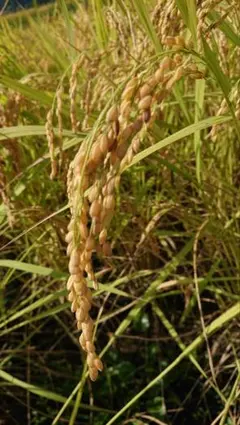 令和7年度兵庫県産コシヒカリ 玄米30キロのサムネイル