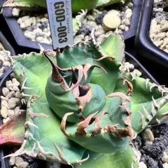 アガベ　チタノタ　GOD-003 デニス 2026年最新】Dennis アガベの人気アイテム - メルカリ