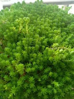 多肉植物 抜き苗 浜万年草錦 セダム - メルカリ
