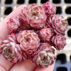 よしこ様 リクエスト 5点 まとめ商品