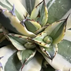 2025年最新】スナグルトゥースの人気アイテム - メルカリ