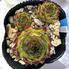 多肉植物 センペルビウム アグロー No.30【白】 - メルカリ